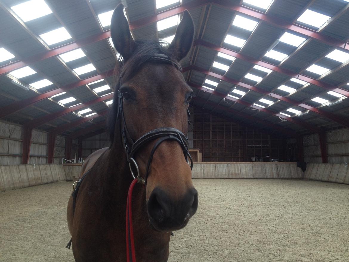 Dansk Varmblod Stald care´s lamir - Titte Bøøøh billede 8