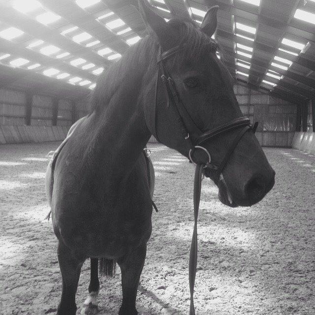 Dansk Varmblod Stald care´s lamir billede 3