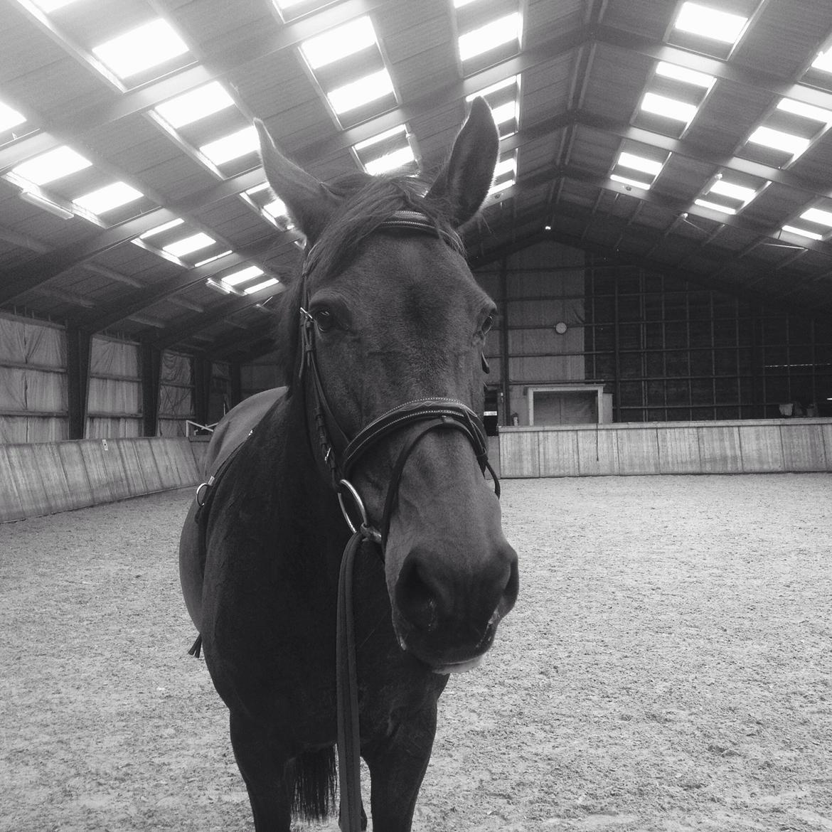 Dansk Varmblod Stald care´s lamir billede 4