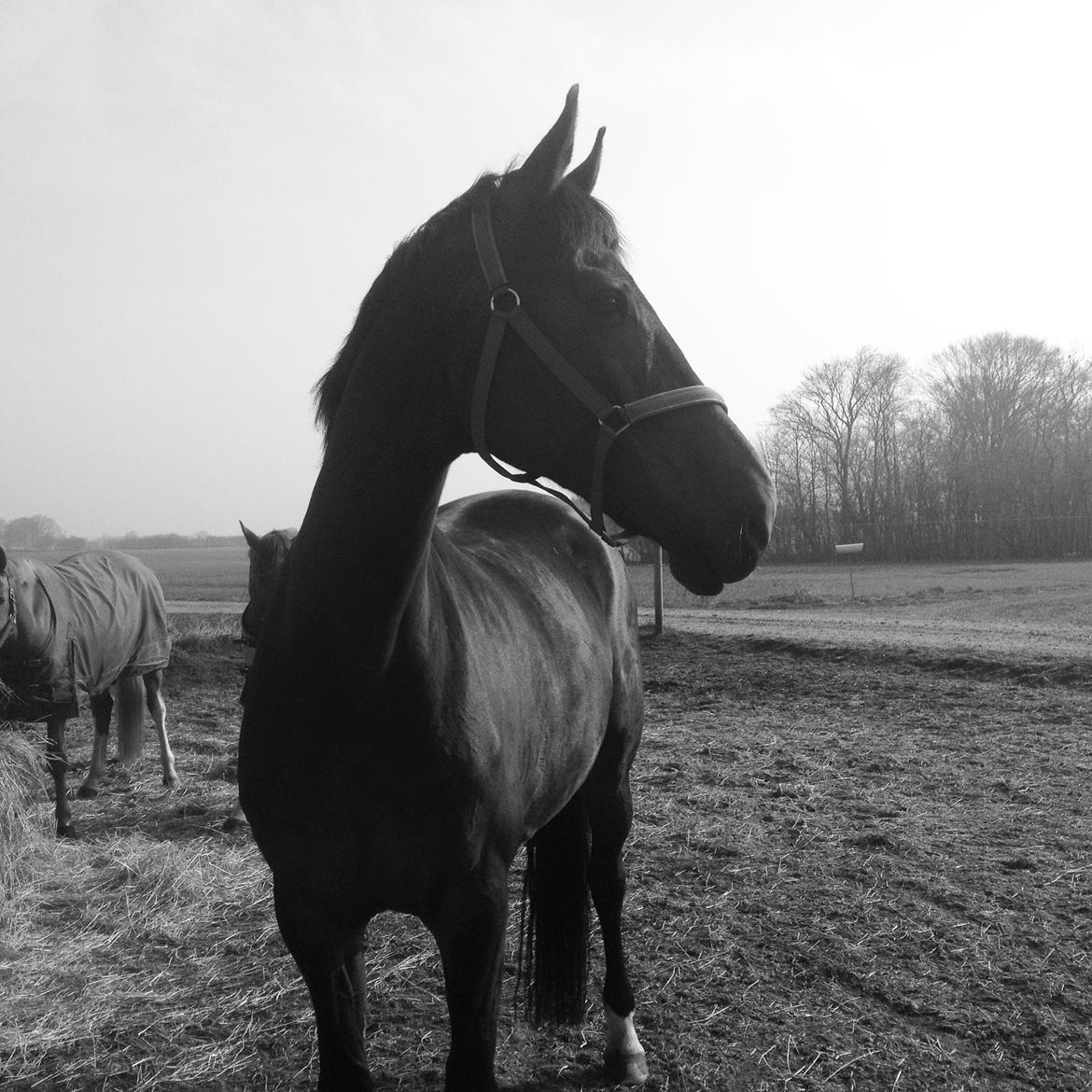 Dansk Varmblod Stald care´s lamir billede 2