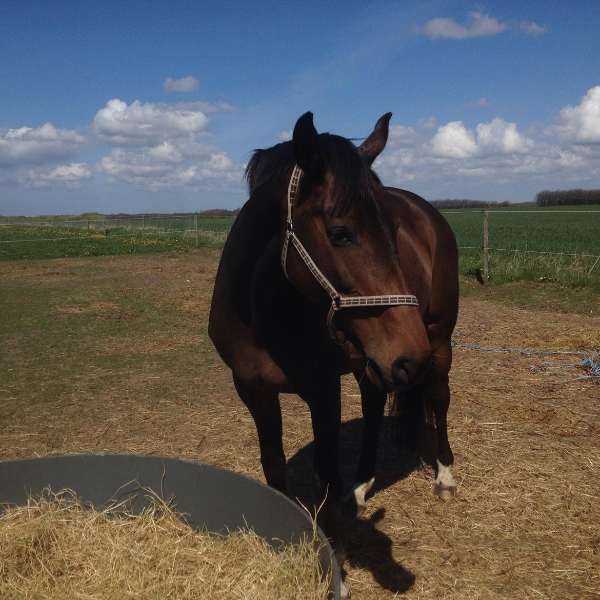 Dansk Varmblod Stald care´s lamir billede 12