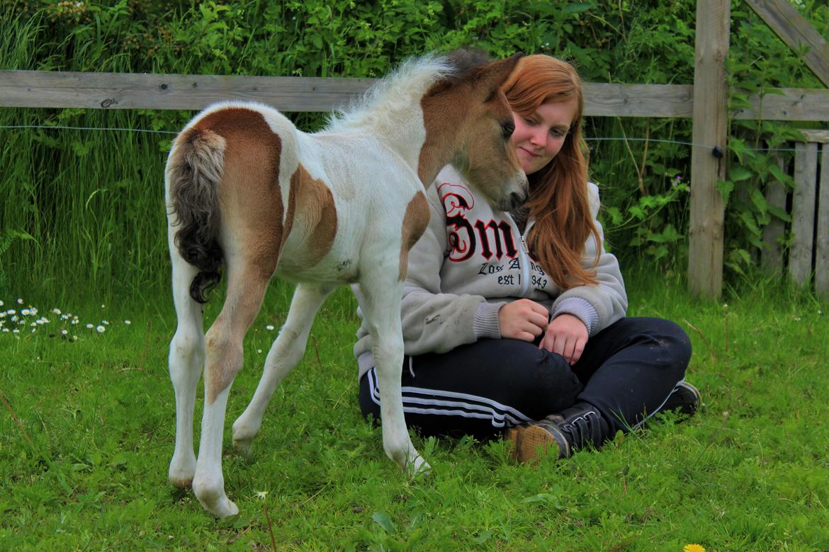 Shetlænder blanding  Gizmo  - 14 dage gammel  billede 15