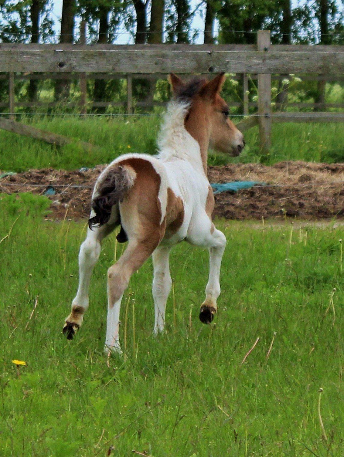 Shetlænder blanding  Gizmo  - 14 dage gammel taget af: mig billede 16