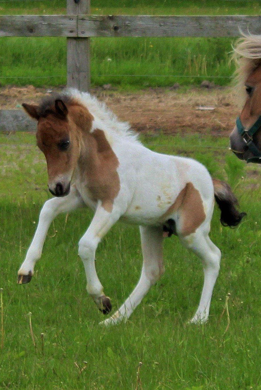 Shetlænder blanding  Gizmo  - 14 dage gammel taget af: mig billede 17