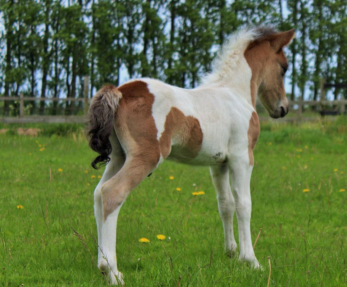 Shetlænder blanding  Gizmo  - 14 dage gammel taget af: mig billede 19