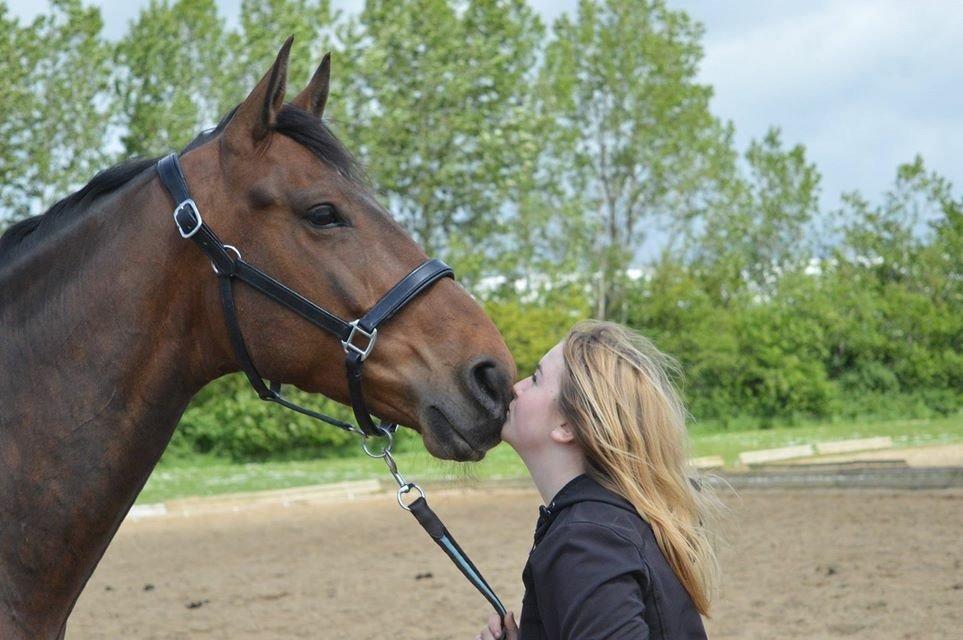 Dansk Varmblod Nicolai-høj billede 14