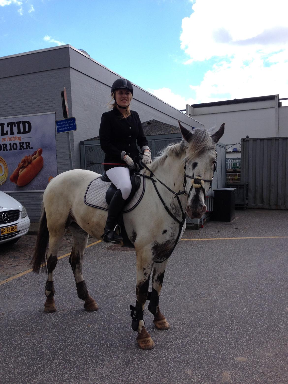 Knabstrupper Rikke Af Dutterup - Nels og Josefine cup MAK 30/6 billede 6