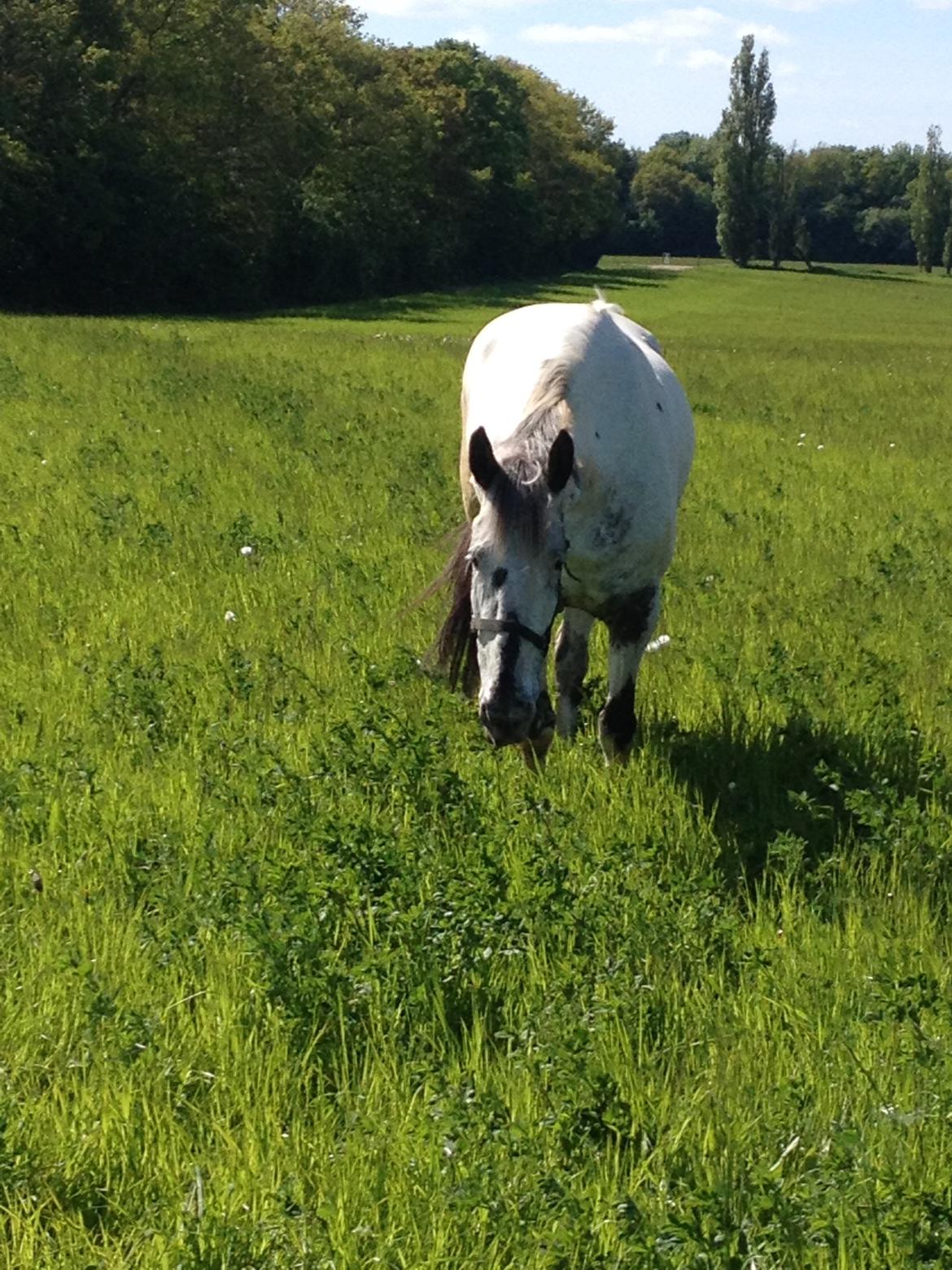 Knabstrupper Rikke Af Dutterup - Græs mavse <3 billede 15