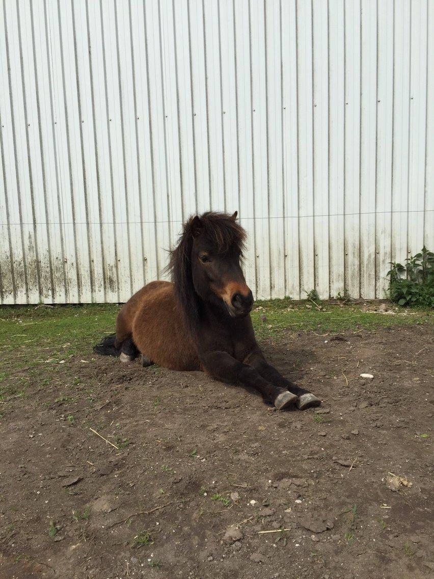 Shetlænder | Ib (Ibrahim) billede 18