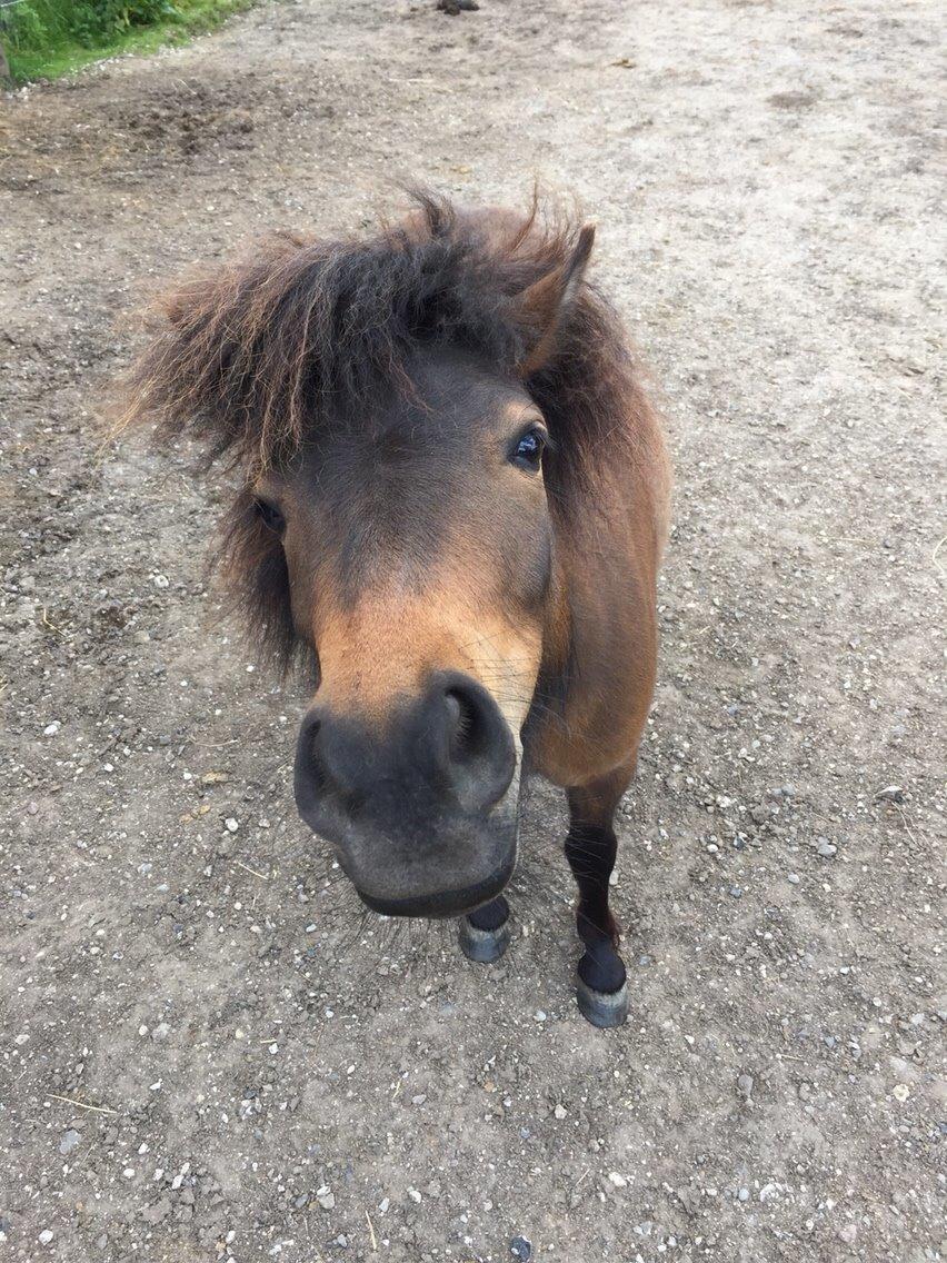 Shetlænder | Ib (Ibrahim) billede 19