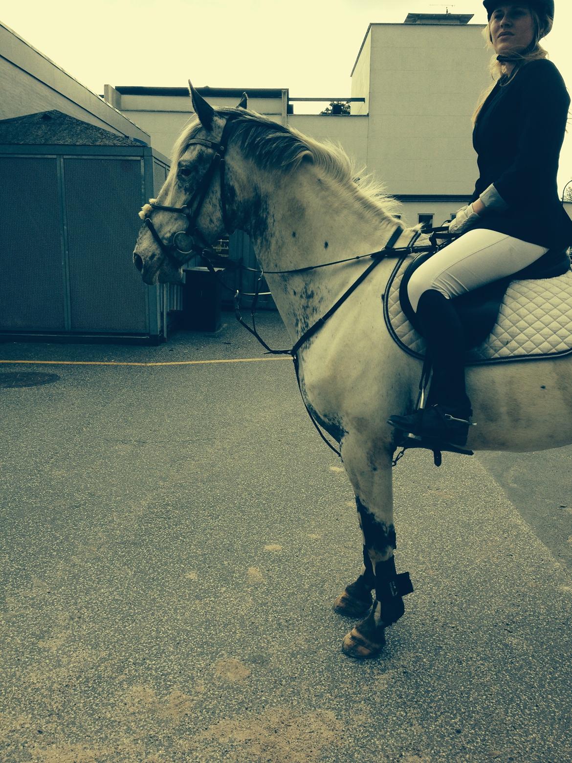 Knabstrupper Rikke Af Dutterup - Nels og Josefine cup MAK 30/6-15 billede 3