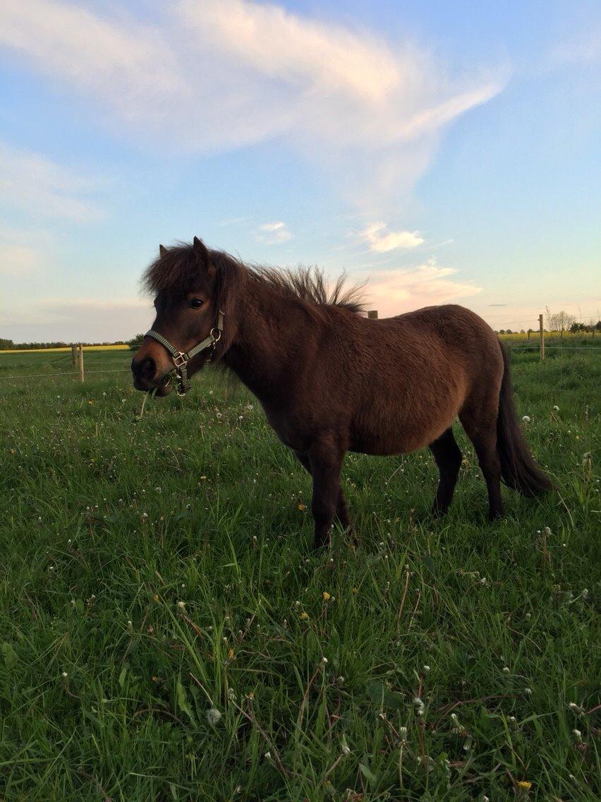 Shetlænder | Ib (Ibrahim) billede 16