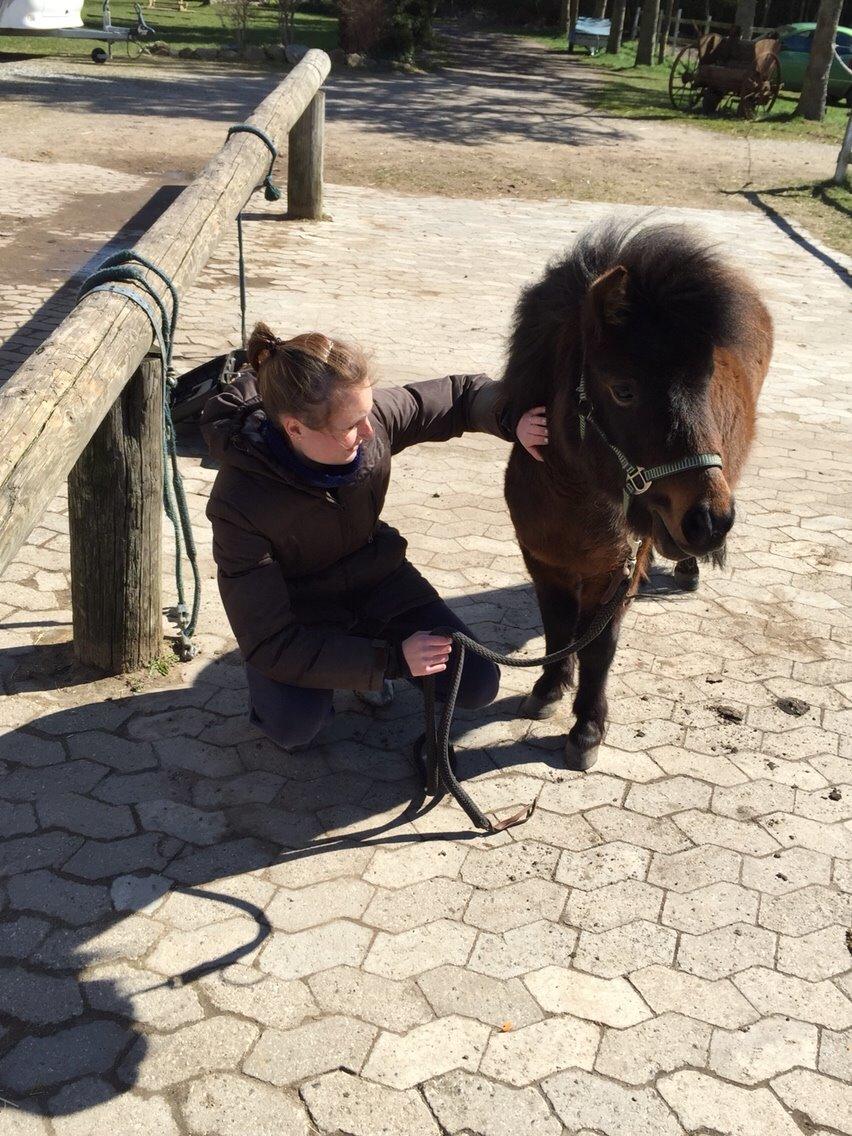 Shetlænder | Ib (Ibrahim) billede 15