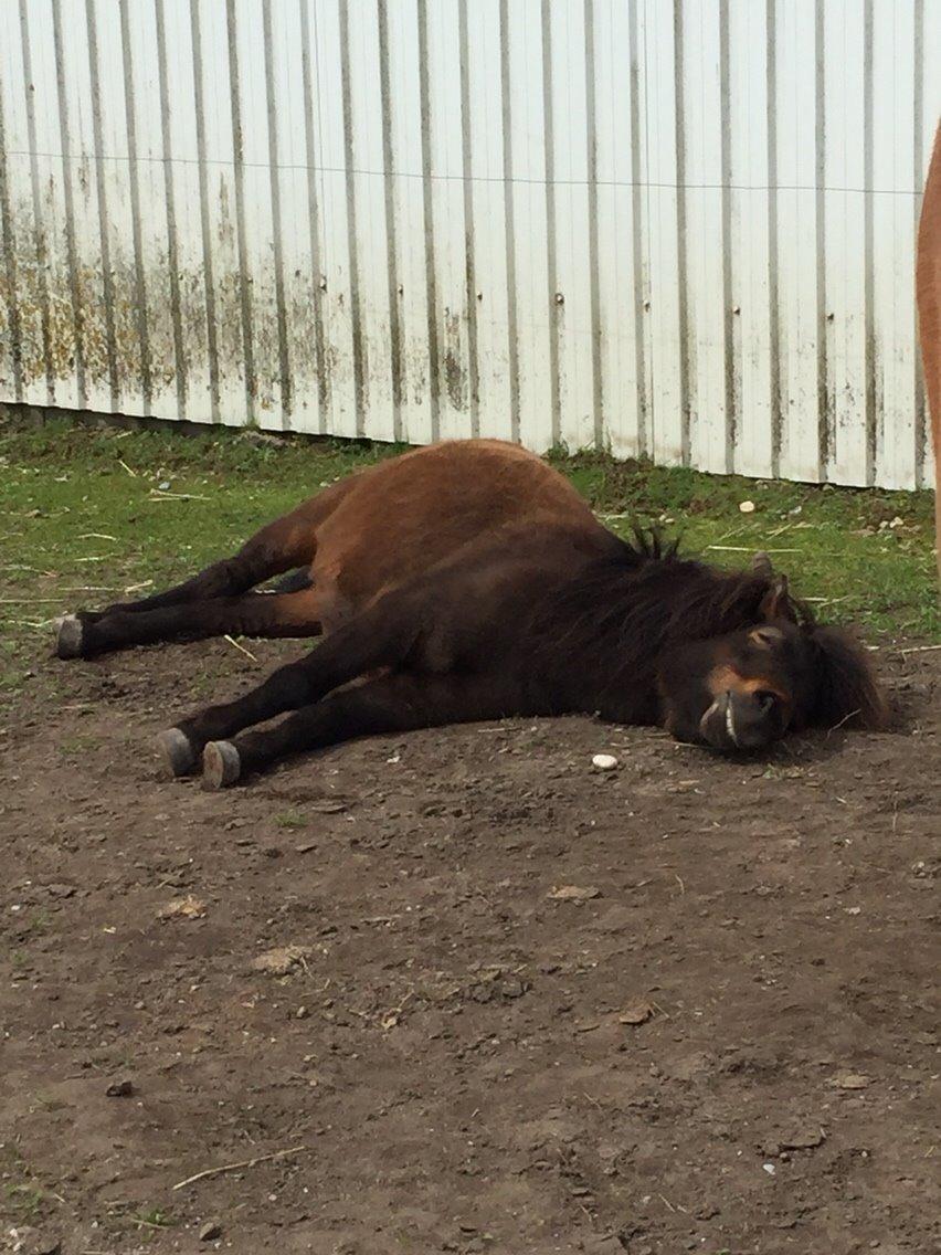 Shetlænder | Ib (Ibrahim) billede 20