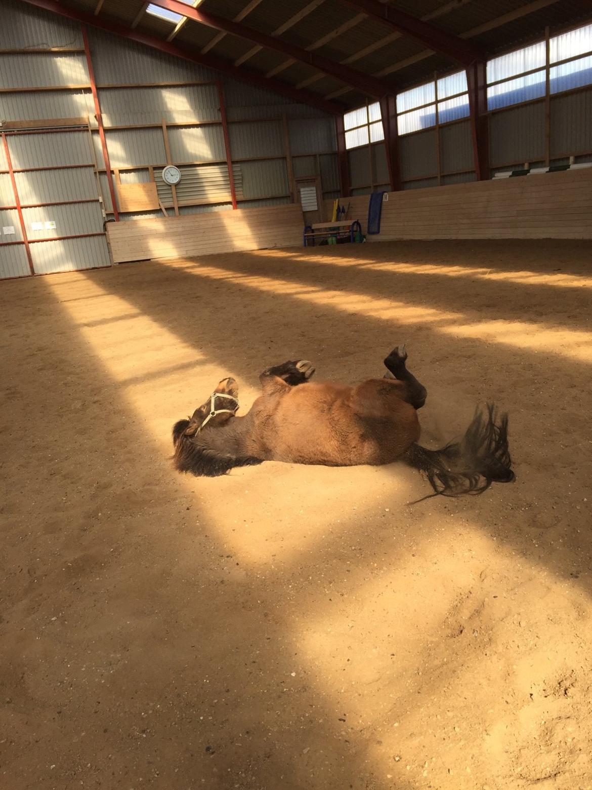 Shetlænder | Ib (Ibrahim) billede 12