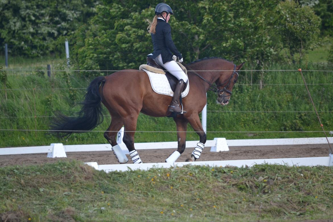 Westfaler Fleaubert von Florencio - LB1 billede 17