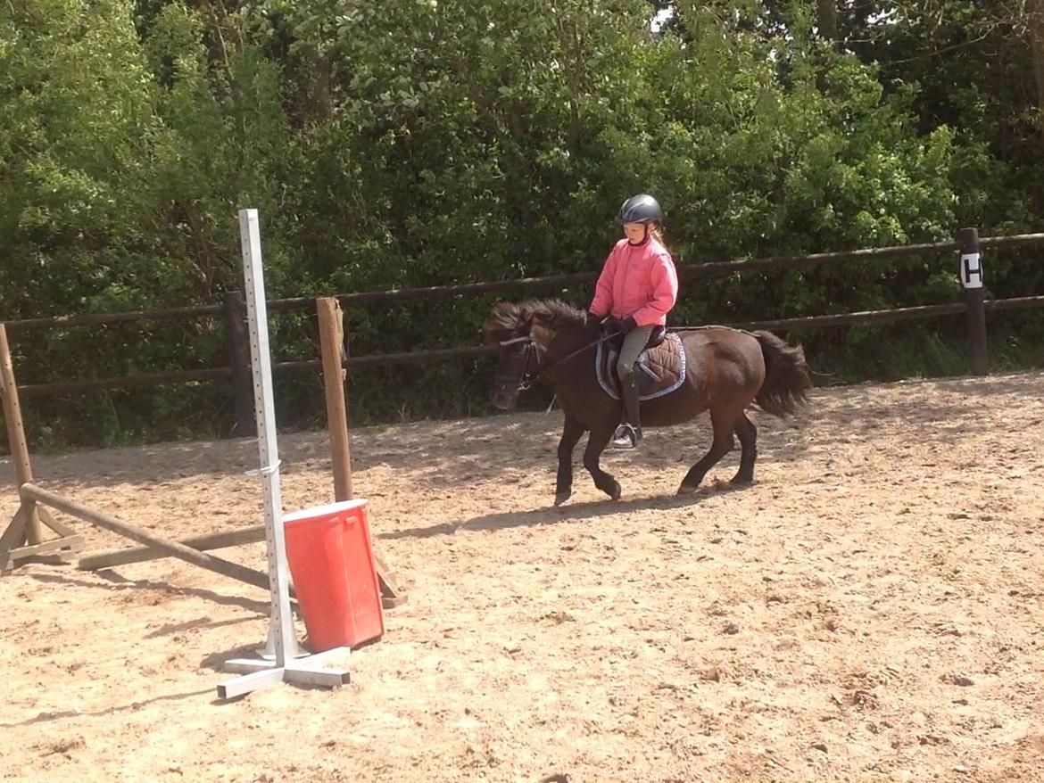 Shetlænder mauda (den sødeste lille pony)  savnet men solgt  billede 32