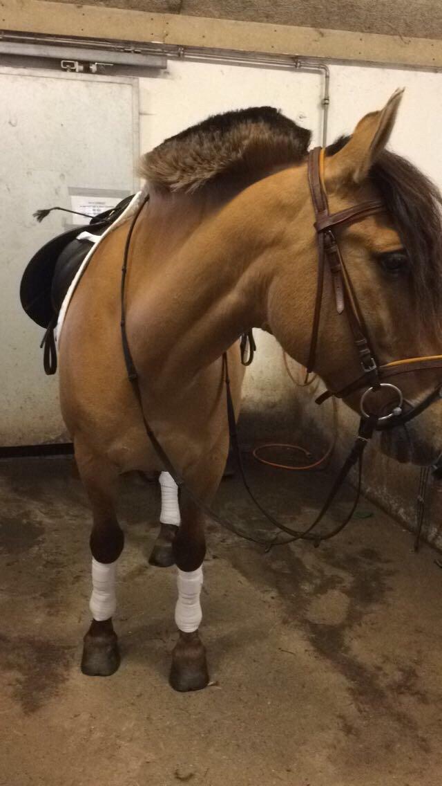 Anden særlig race Joker AKA Jokke billede 4