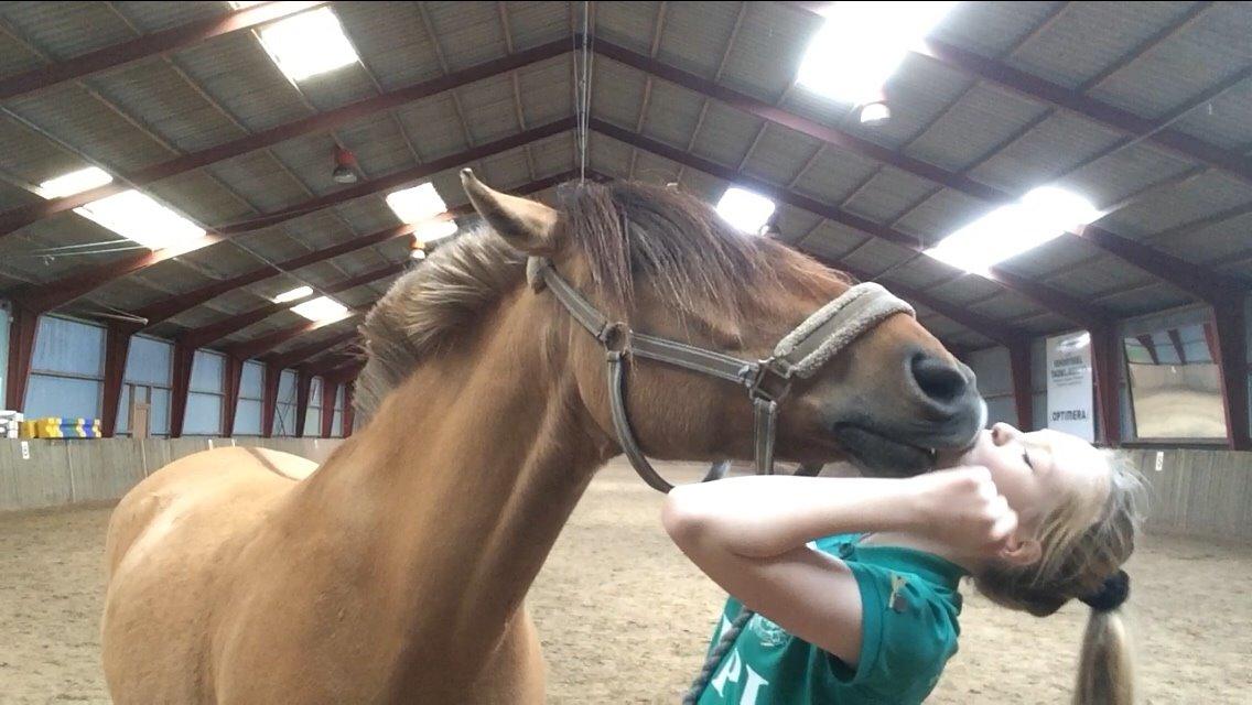 Anden særlig race Joker AKA Jokke billede 5