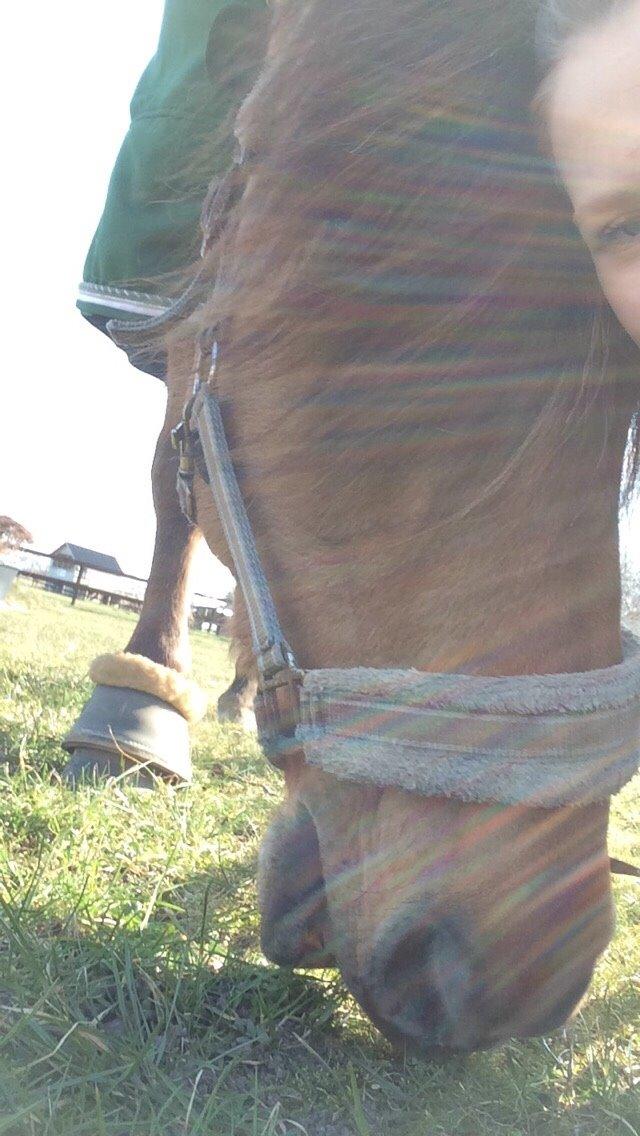 Anden særlig race Joker AKA Jokke billede 7