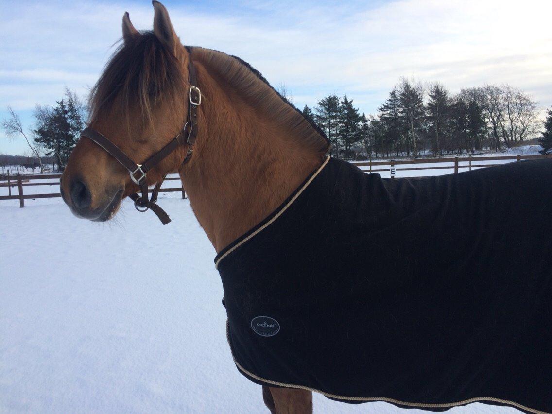 Anden særlig race Joker AKA Jokke billede 8