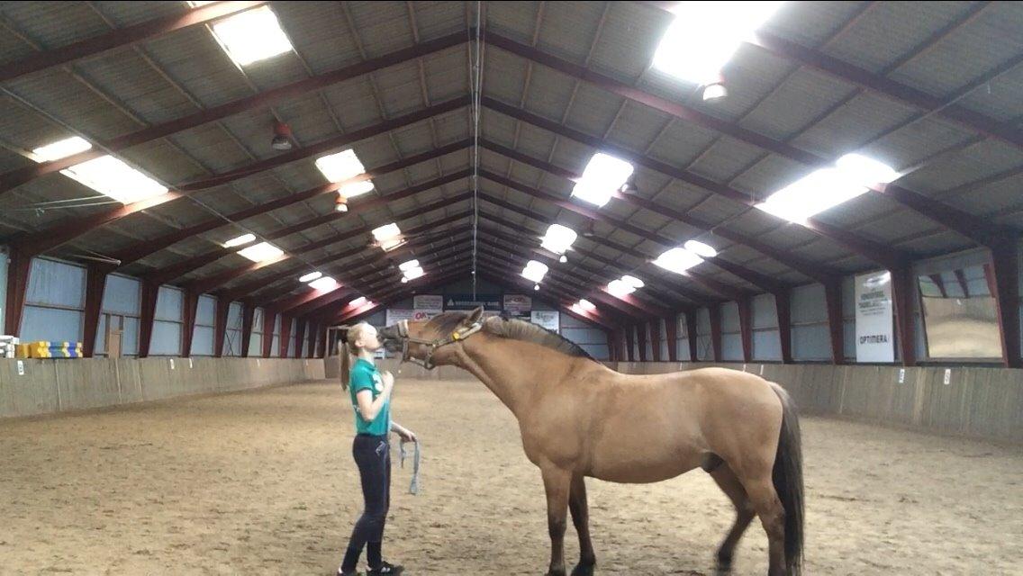 Anden særlig race Joker AKA Jokke billede 9