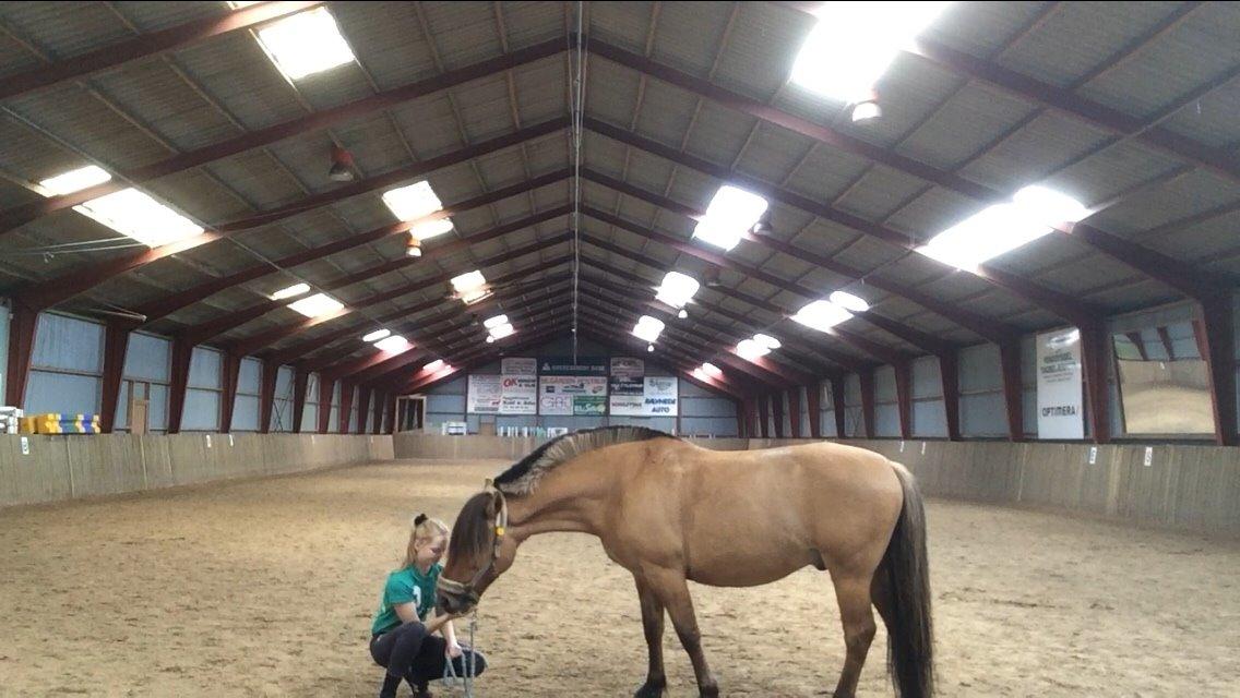 Anden særlig race Joker AKA Jokke billede 13