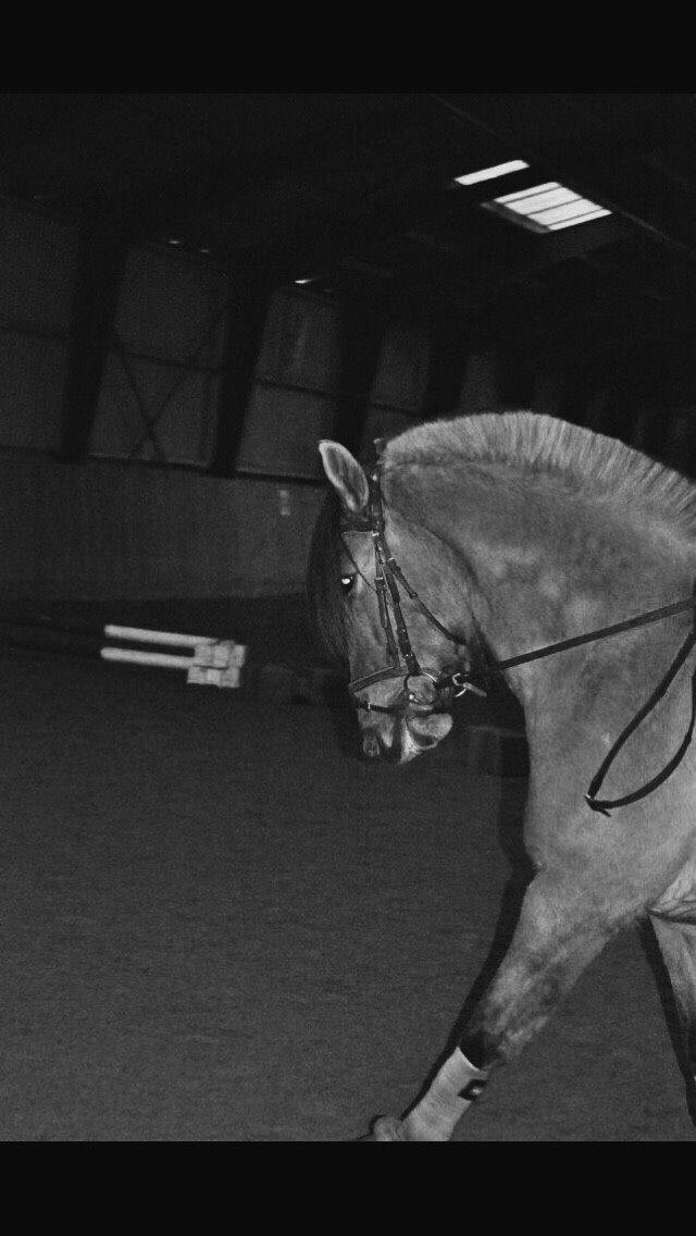 Anden særlig race Joker AKA Jokke billede 17