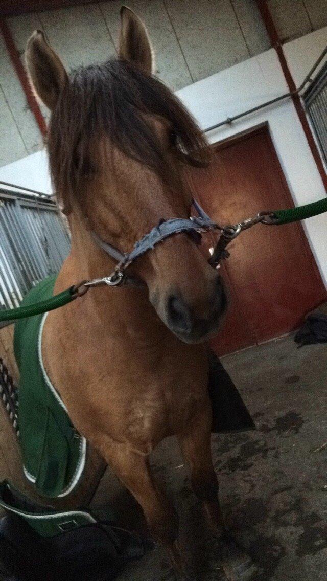 Anden særlig race Joker AKA Jokke billede 18