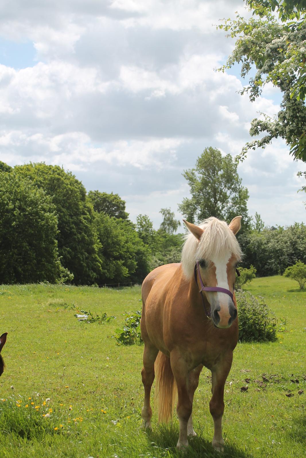 Tyroler Haflinger Stella - 07-06 2015 billede 4