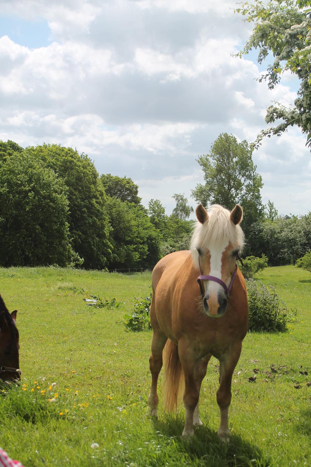 Tyroler Haflinger Stella - 07-06 2015 billede 3