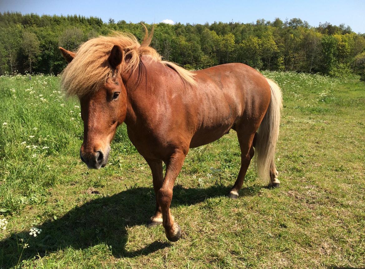 Islænder Stjarni fra Østrup *BULLER* billede 19