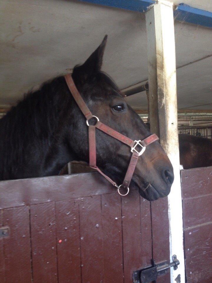 Dansk Varmblod Forza Enshøj (Tykke)  billede 15