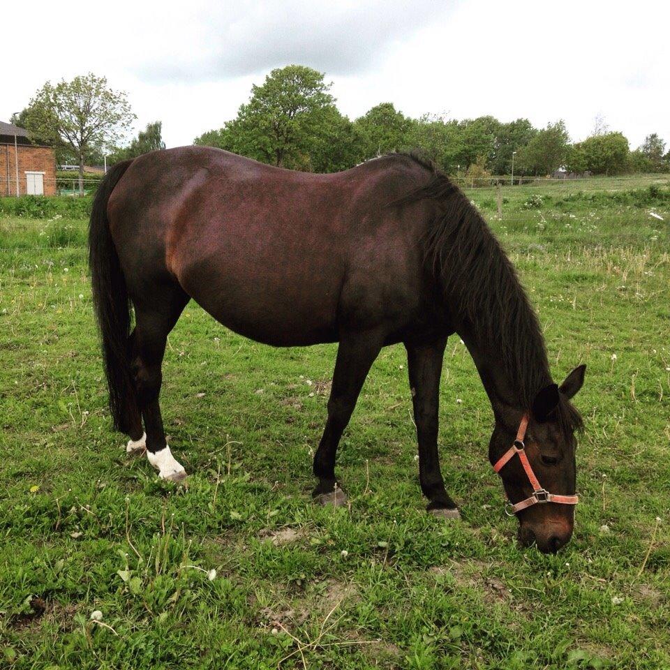 Dansk Varmblod Forza Enshøj (Tykke)  billede 13