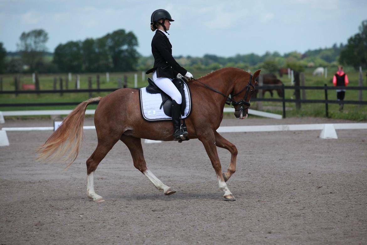 DSP Hoppesgård Stella - Stævne på SGR billede 13