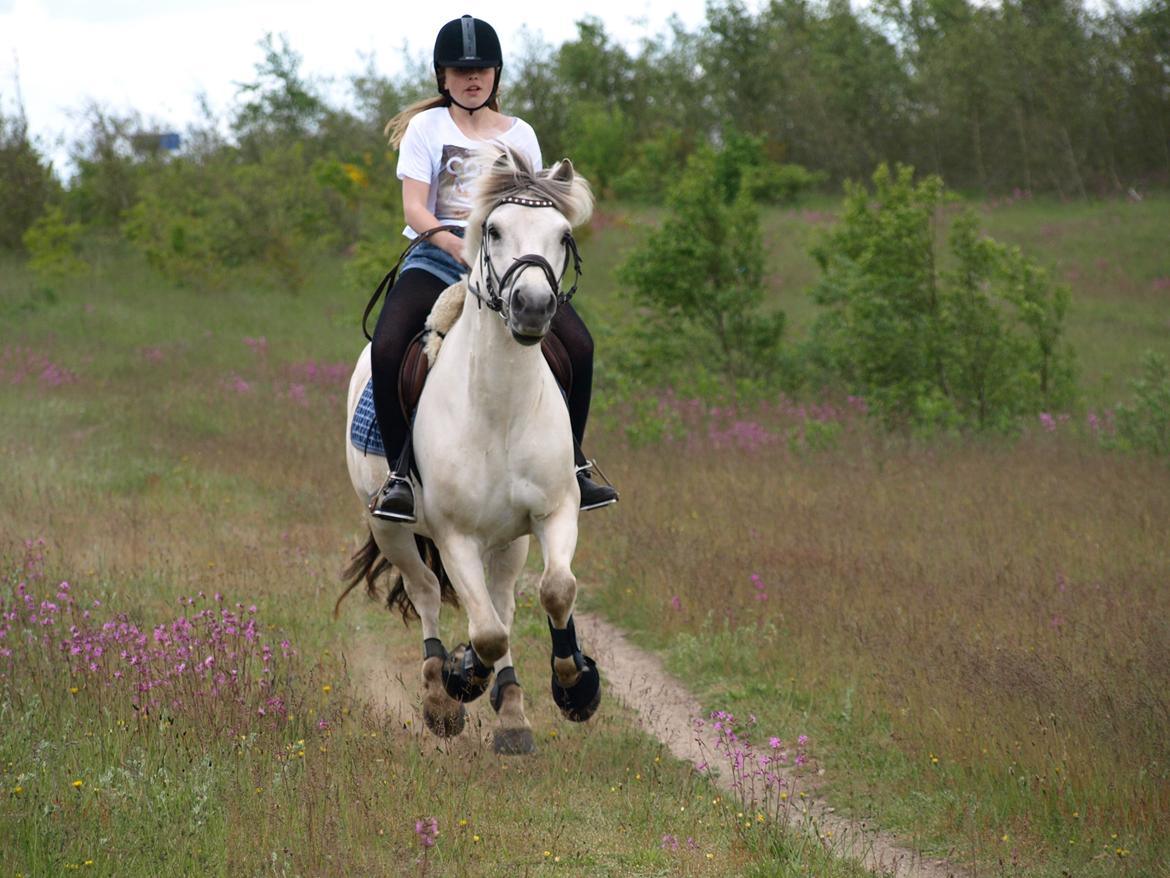Fjordhest Lyngholms Arcon - på tur! billede 23