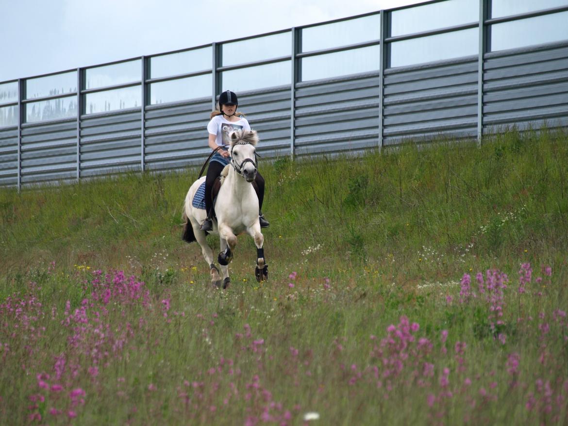 Fjordhest Lyngholms Arcon - på tur! billede 27