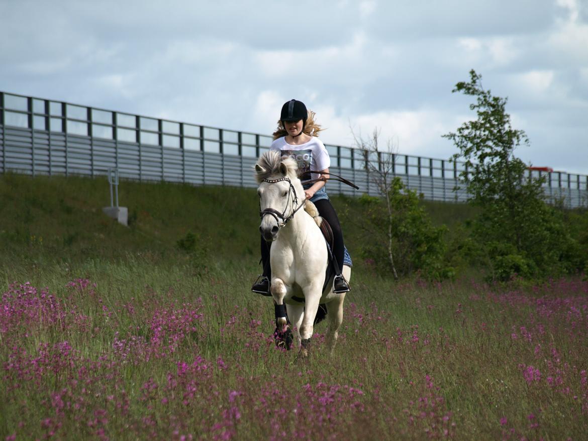 Fjordhest Lyngholms Arcon - på tur! billede 30