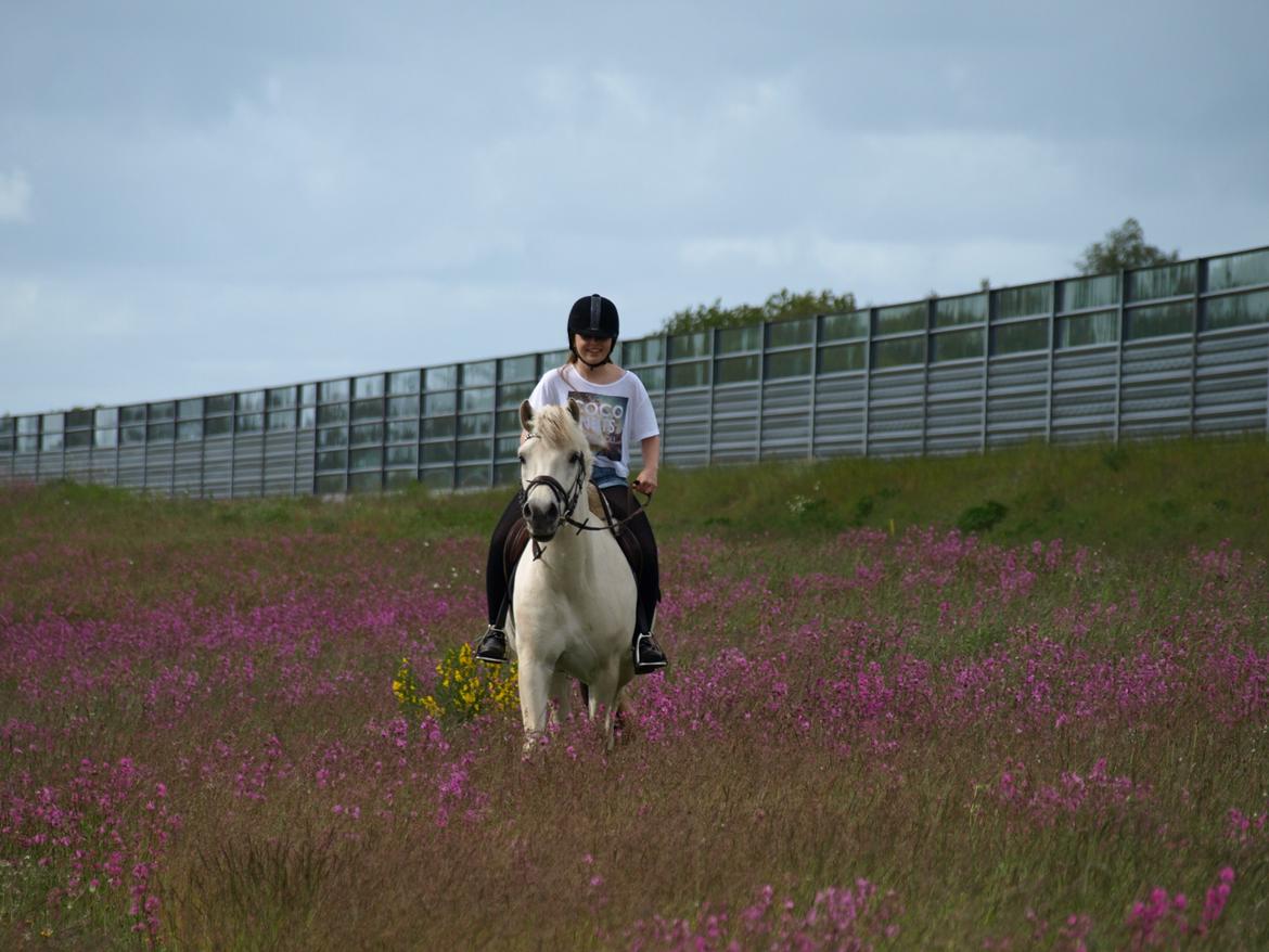 Fjordhest Lyngholms Arcon - på tur! billede 34