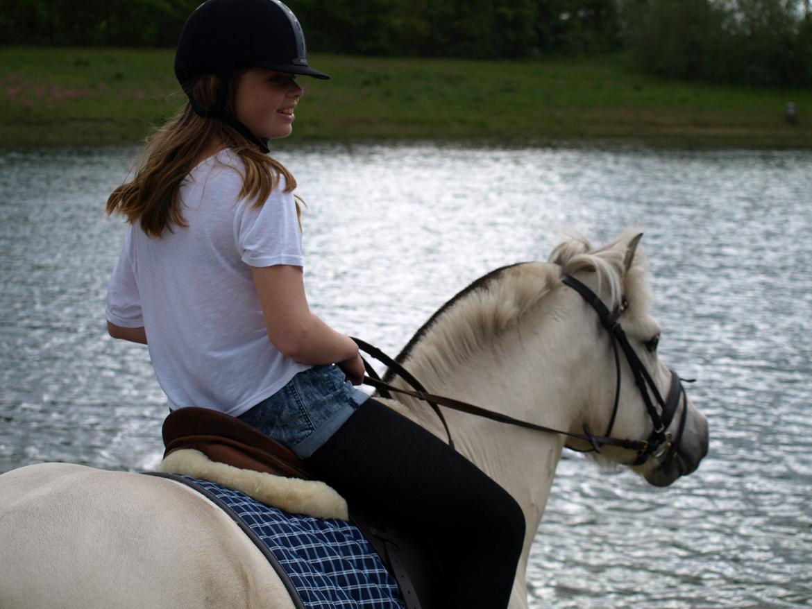 Fjordhest Lyngholms Arcon - på tur! billede 46