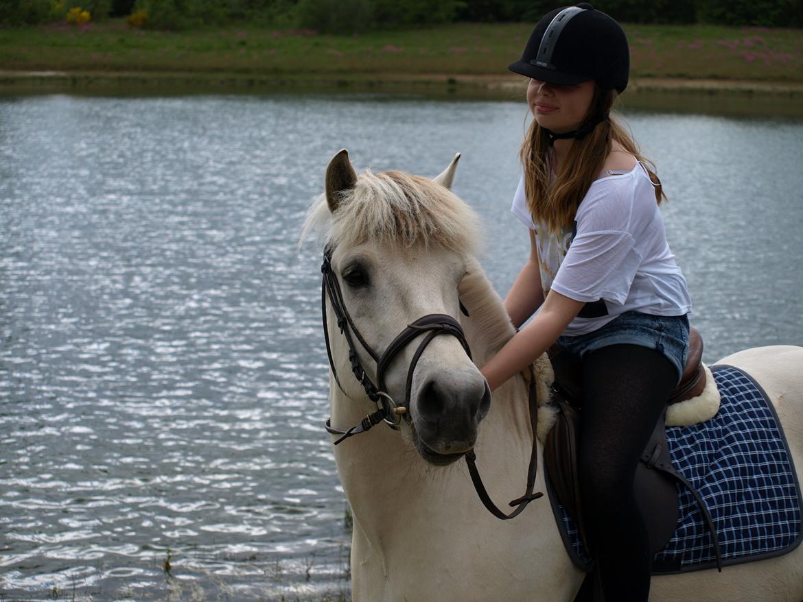 Fjordhest Lyngholms Arcon - på tur! billede 43
