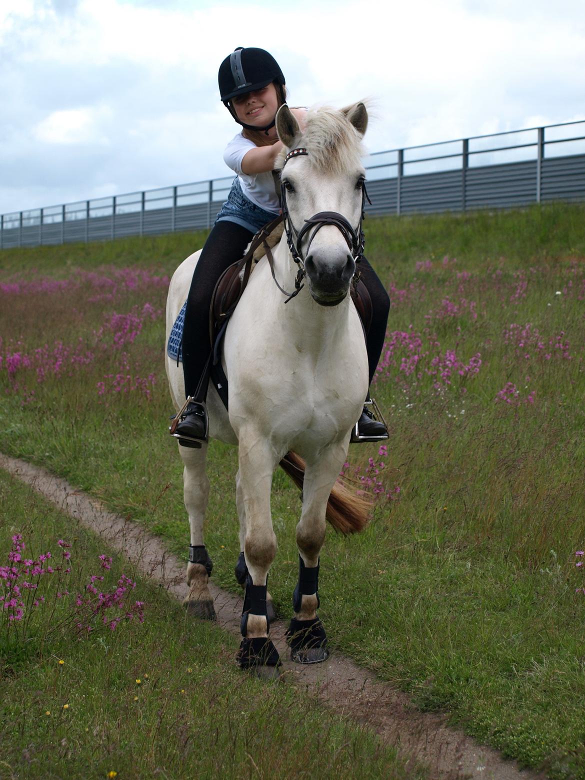 Fjordhest Lyngholms Arcon - på tur! billede 40