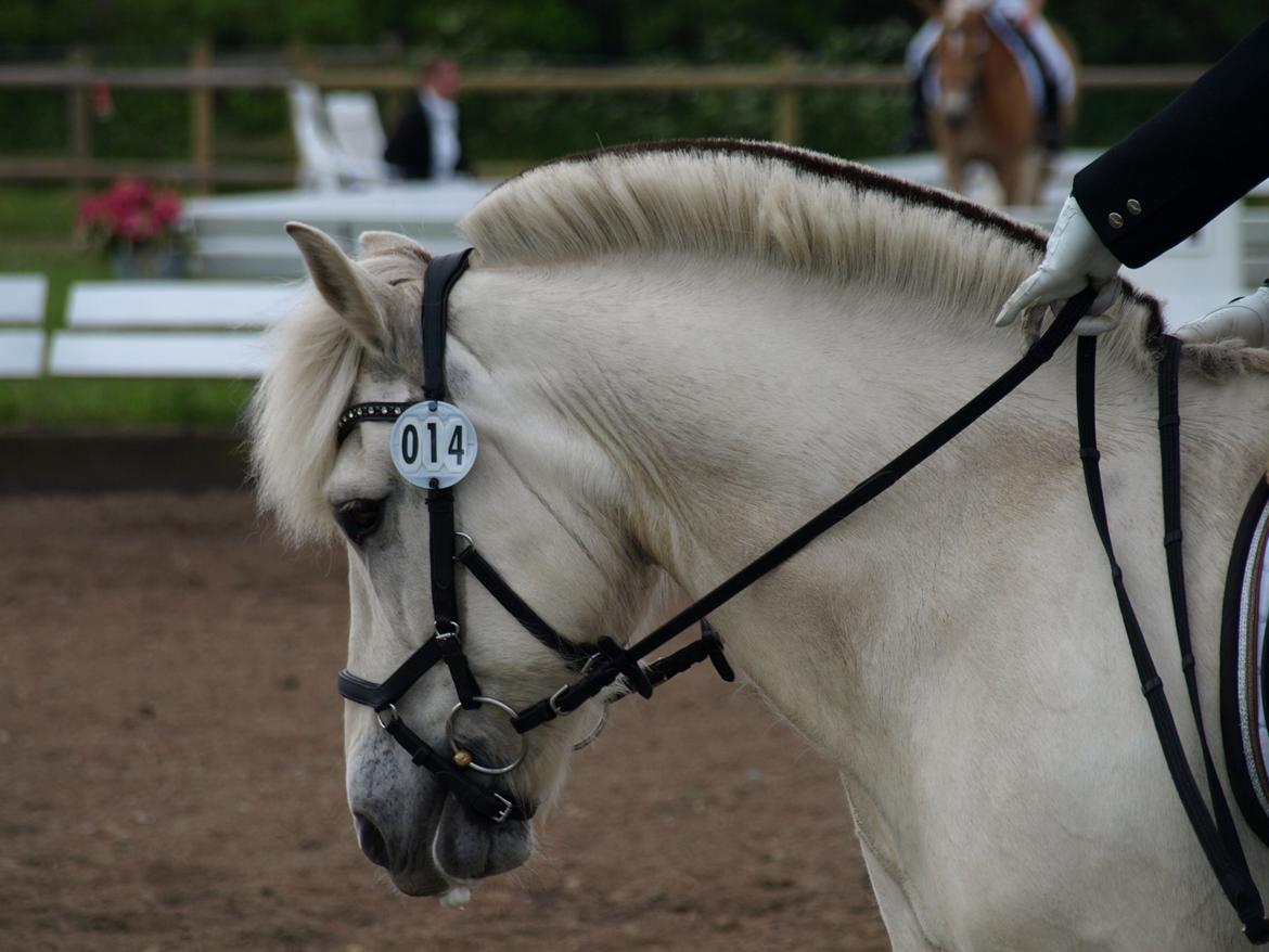 Fjordhest Lyngholms Arcon - stævne i horsens<3 bedste LB1 nogensinde! billede 4