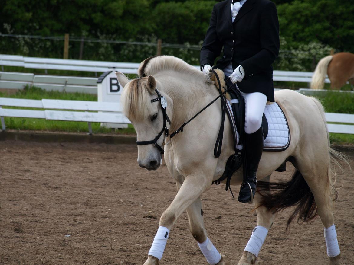 Fjordhest Lyngholms Arcon - stævne i horsens<3 bedste LB1 nogensinde! ps. det er min mor der rider ;-) billede 32