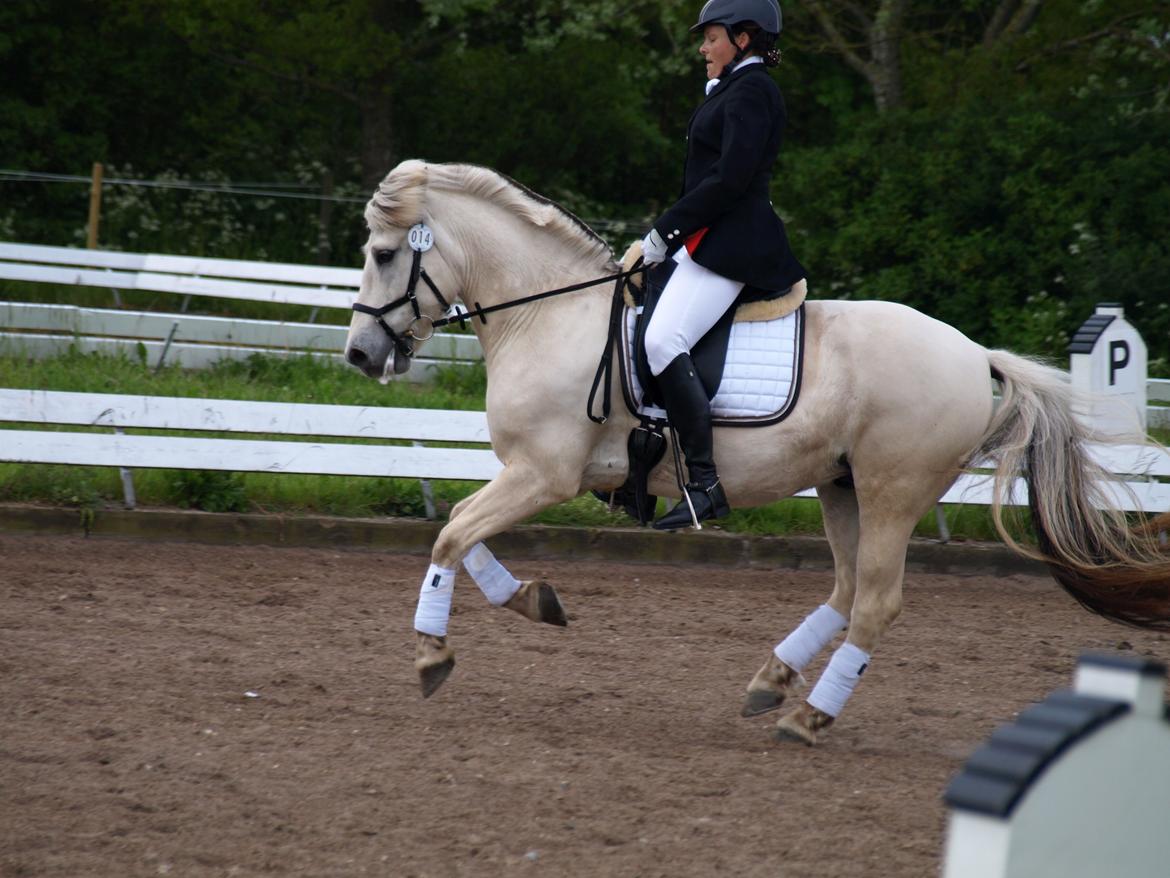 Fjordhest Lyngholms Arcon - stævne i horsens<3 bedste LB1 nogensinde! ps. det er min mor der rider ;-) billede 37