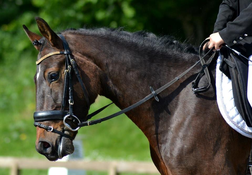 Tysk Sportspony Candy - stævne <3 billede 1