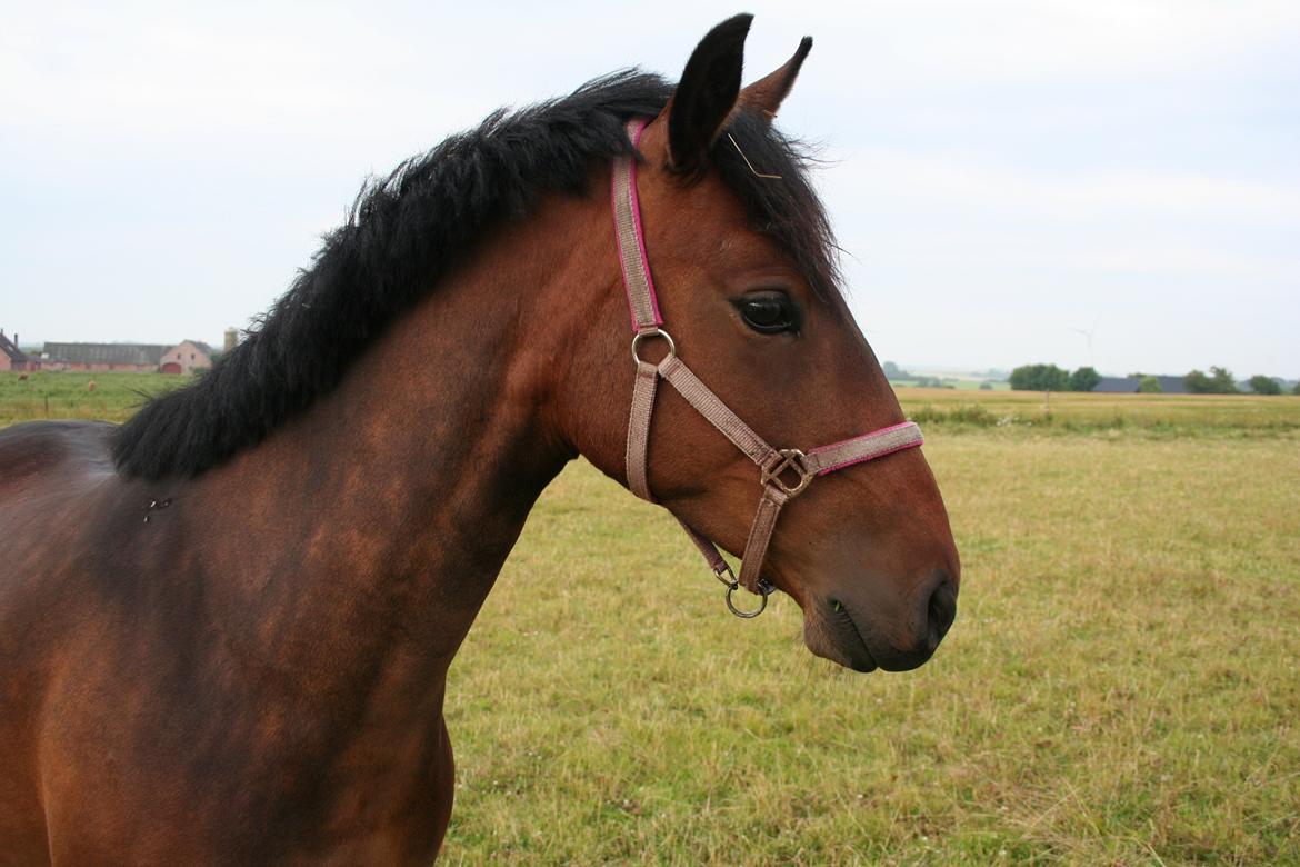 Tysk Sportspony Candy - candy på folden <3 billede 4