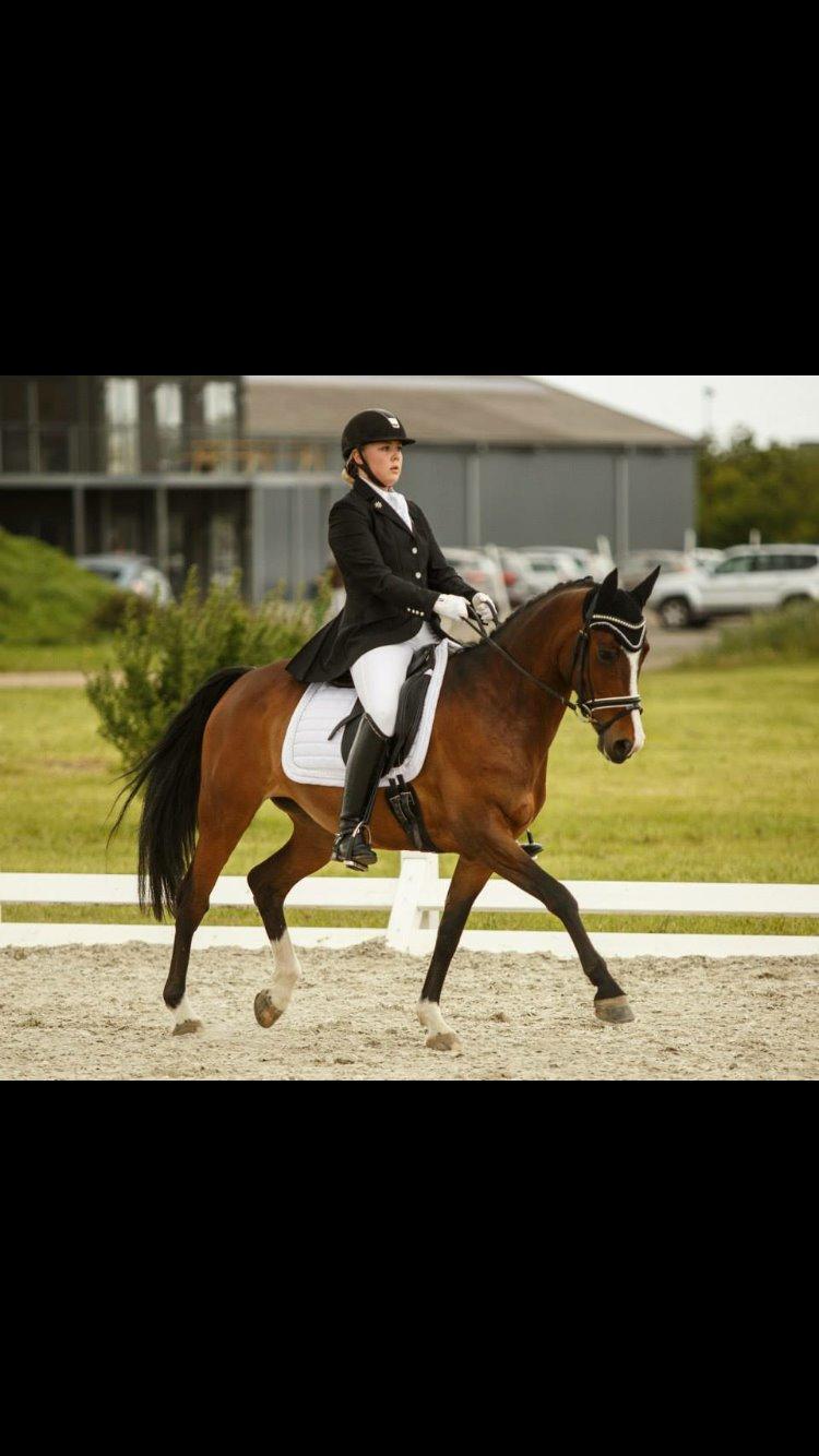 Hollandsk Sportspony Xantal-Jr. A / FEI-pony  billede 9