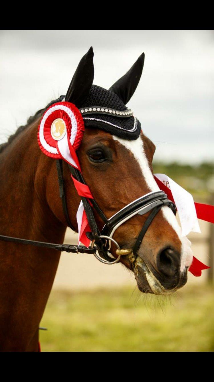 Hollandsk Sportspony Xantal-Jr. A / FEI-pony  billede 5