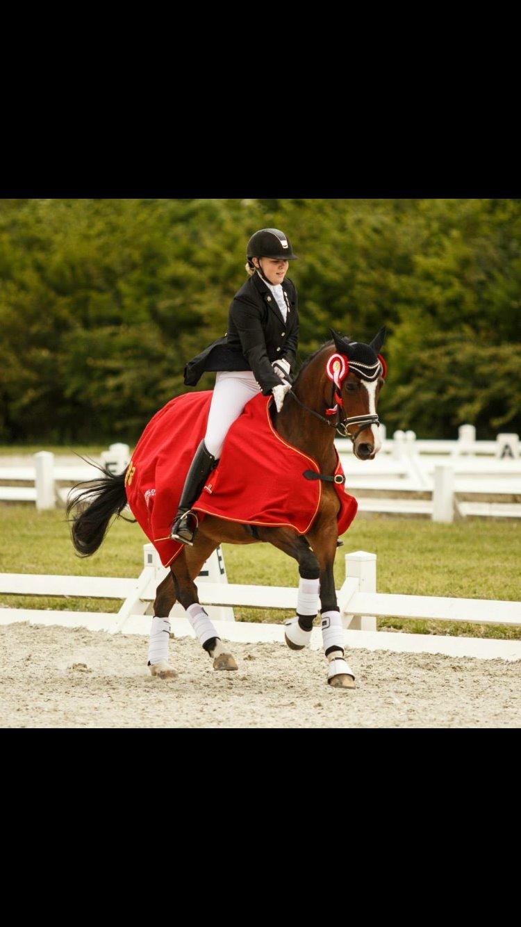 Hollandsk Sportspony Xantal-Jr. A / FEI-pony  billede 6